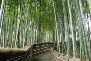 竹乡国家森林公园